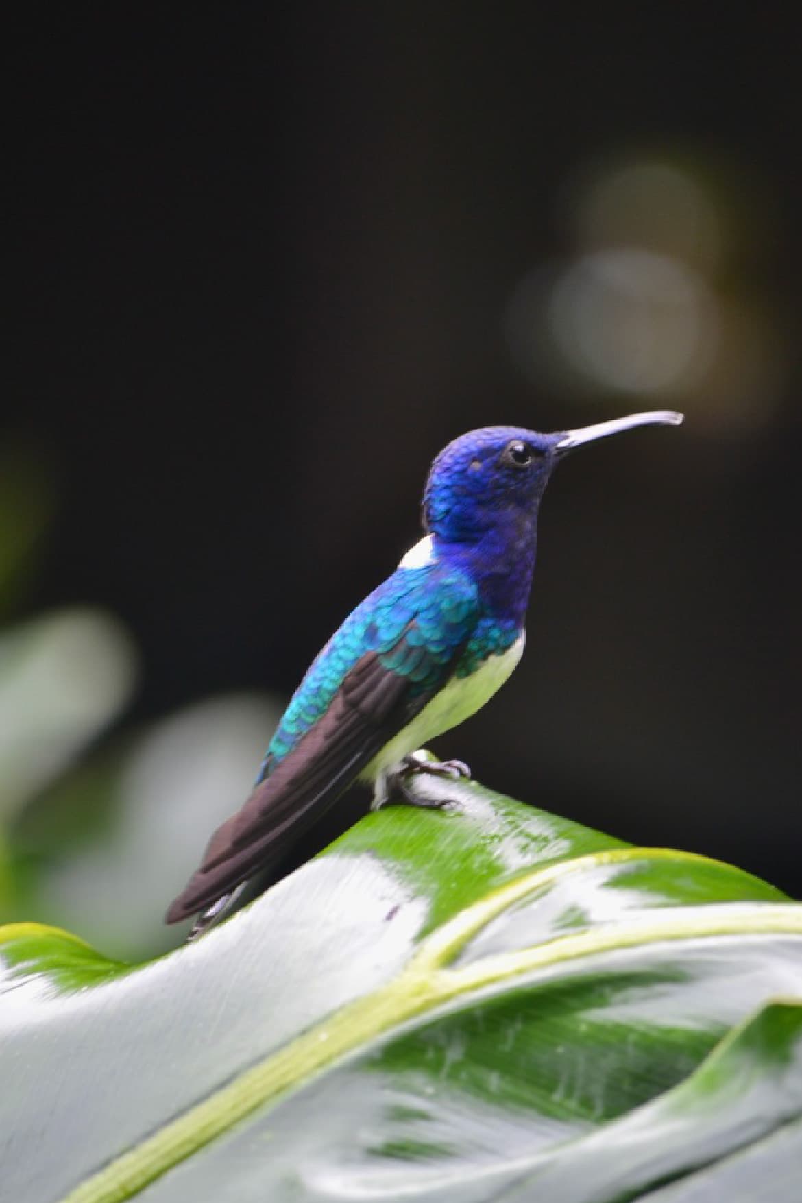 Hummingbird