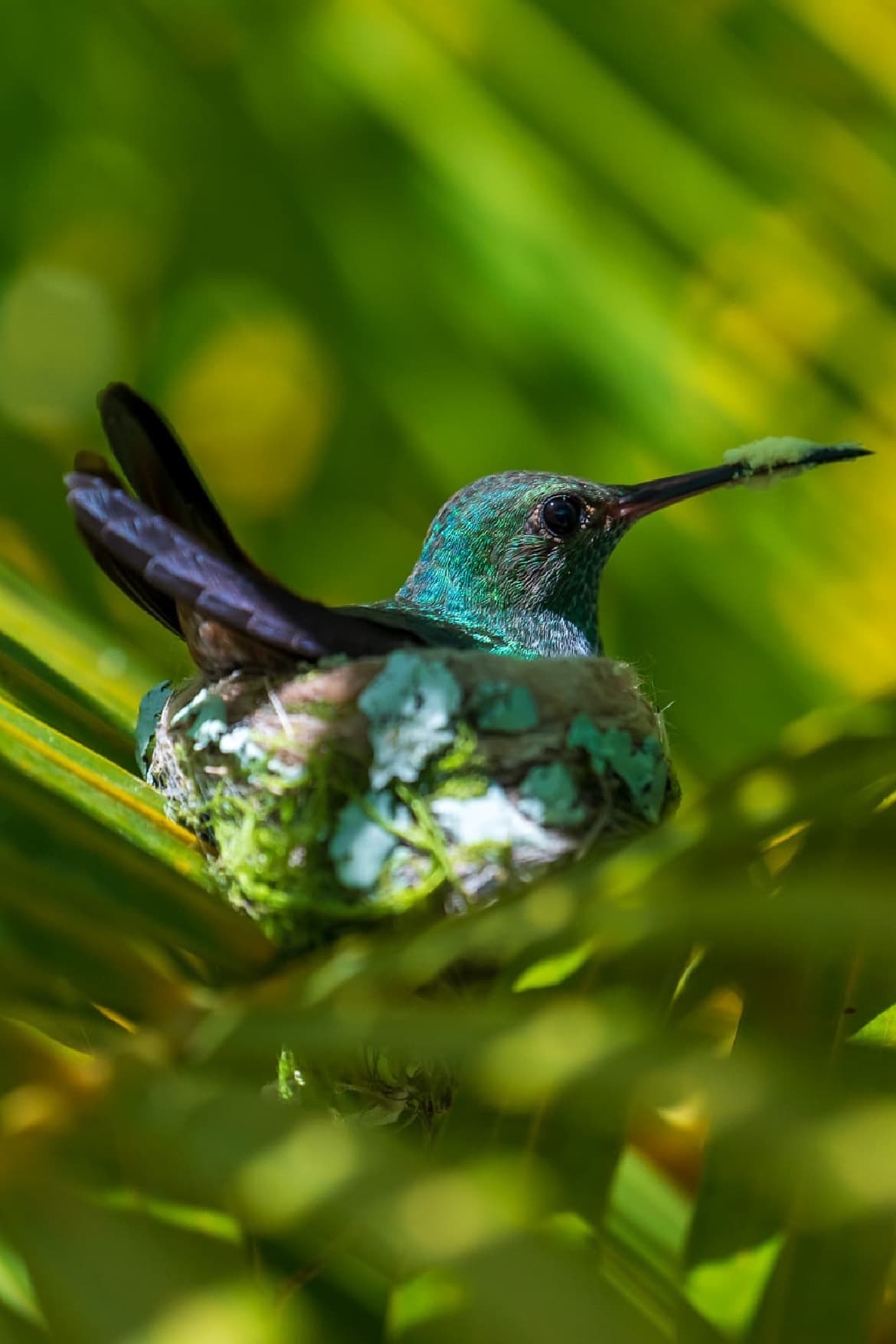 Hummingbird in forest