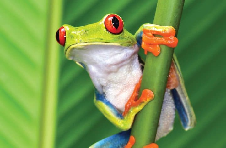 Frog's Paradise