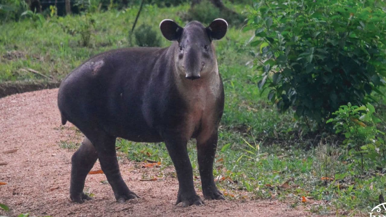 Jungle Life Costa Rica – Rainforest Tours