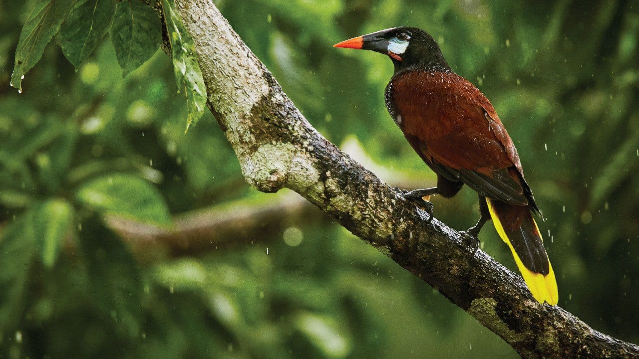 Jungle Life Costa Rica – Rainforest Tours
