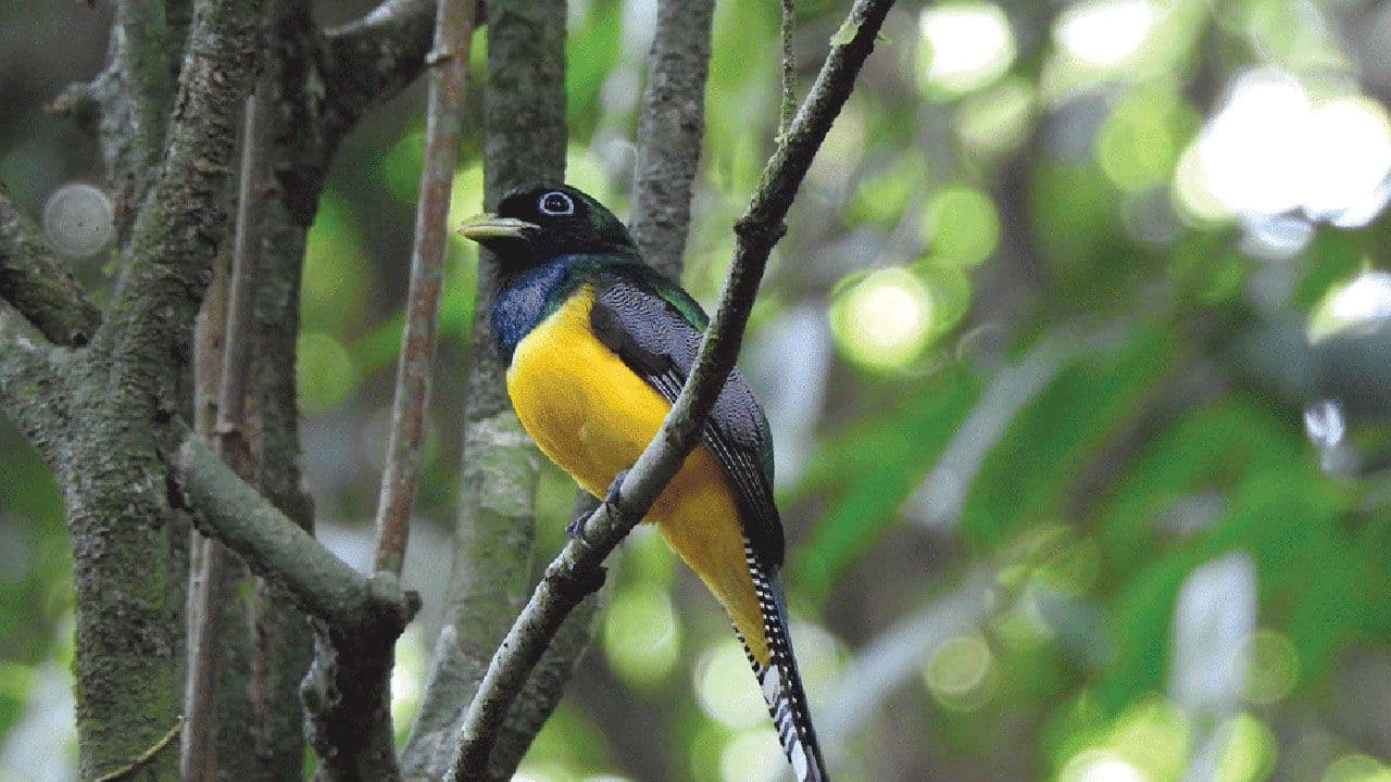 Jungle Life Costa Rica – Rainforest Tours