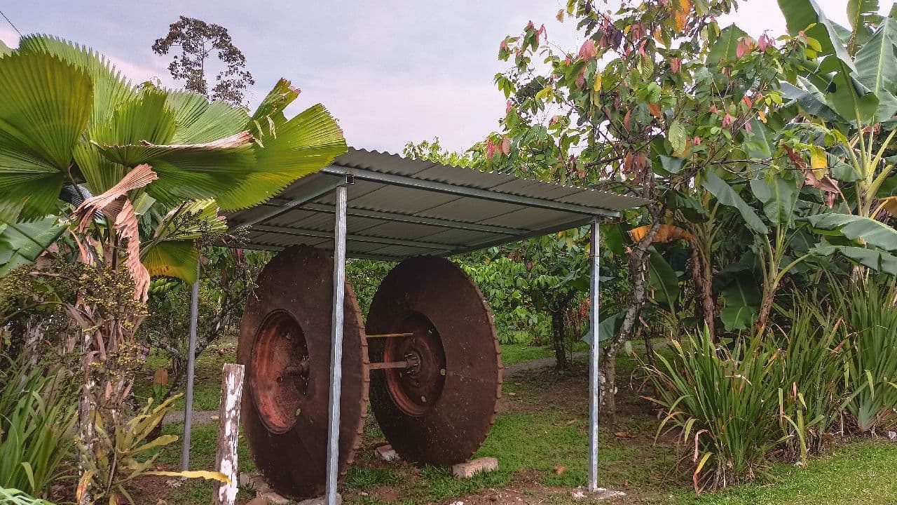 Tree Chocolate Tour