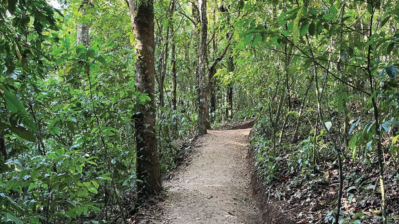 Jungle Life Costa Rica – Rainforest Tours