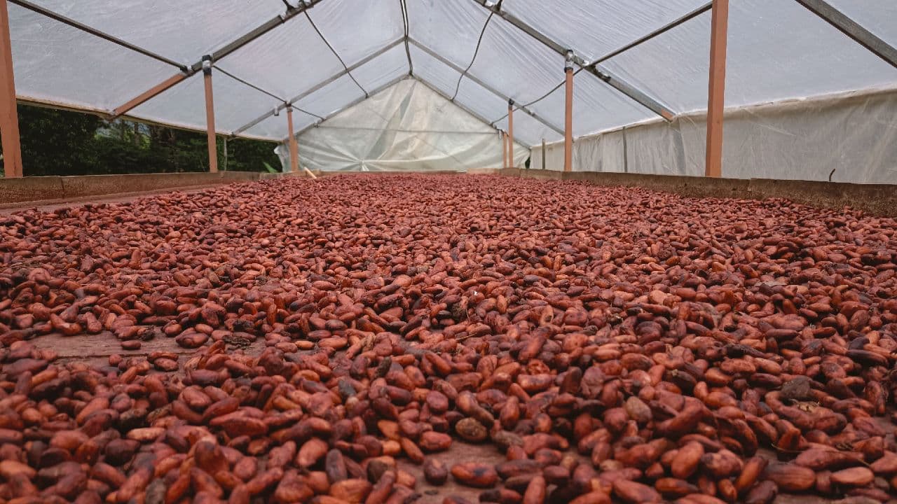 Tree Chocolate Tour