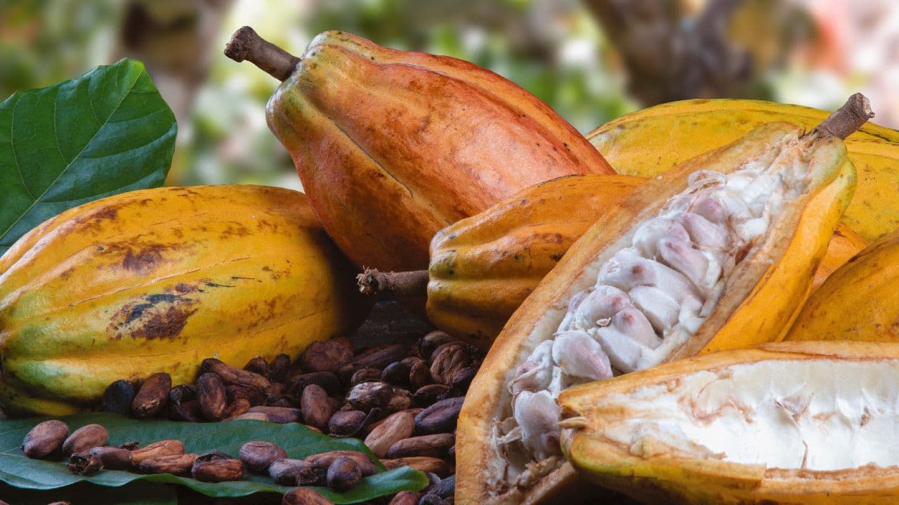Tree Chocolate Tour