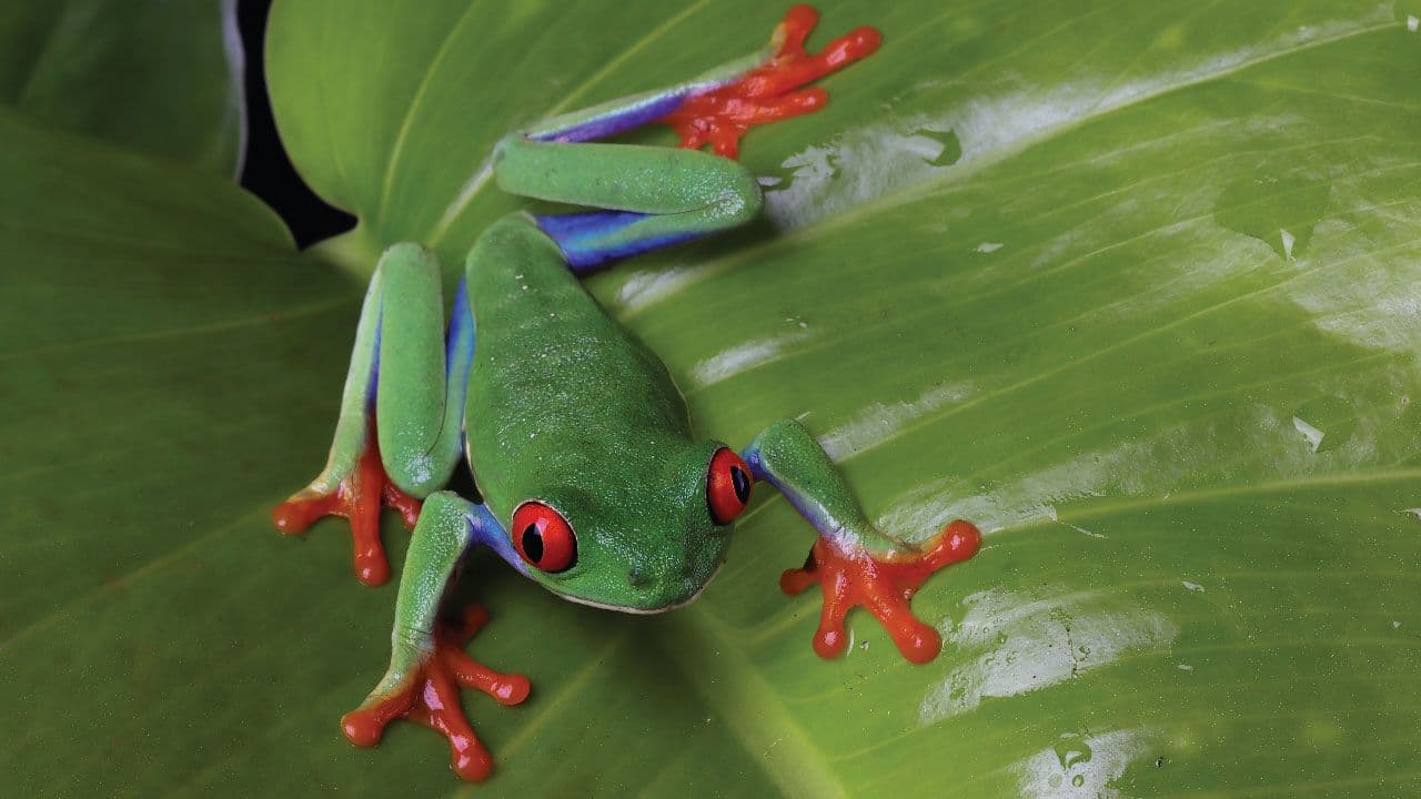 Jungle Life Costa Rica – Rainforest Tours