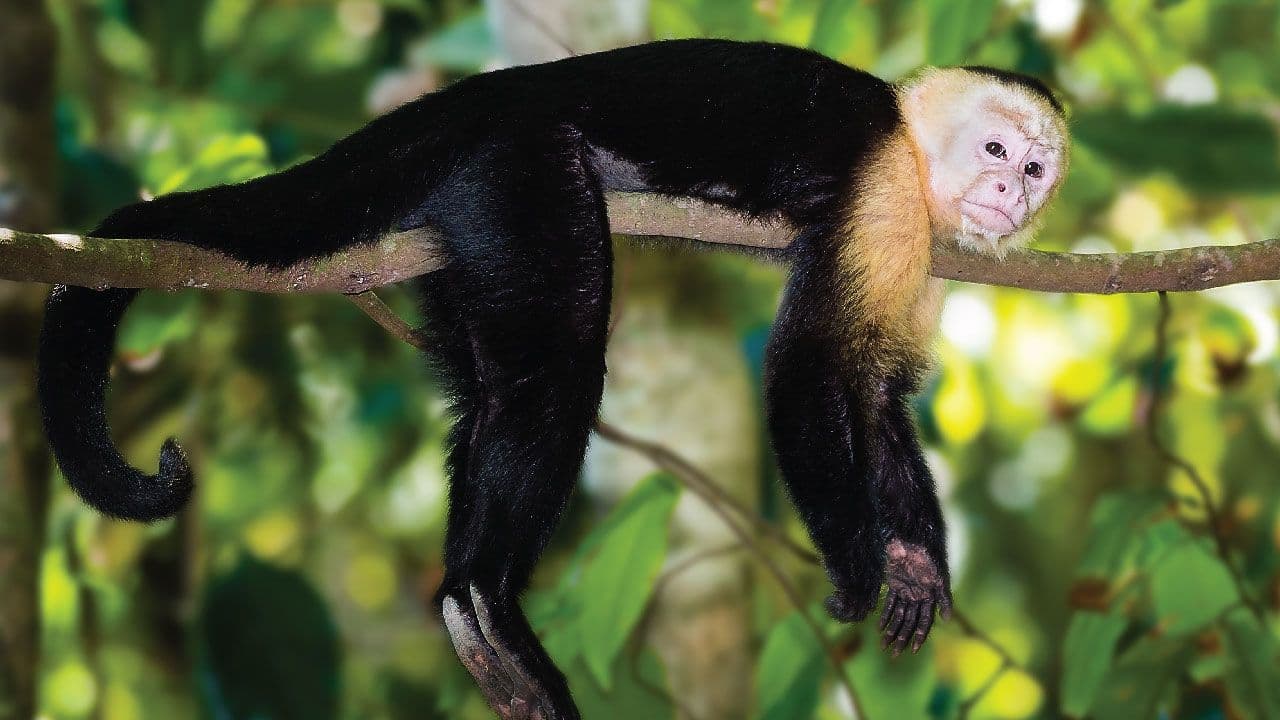 Jungle Life Costa Rica – Rainforest Tours