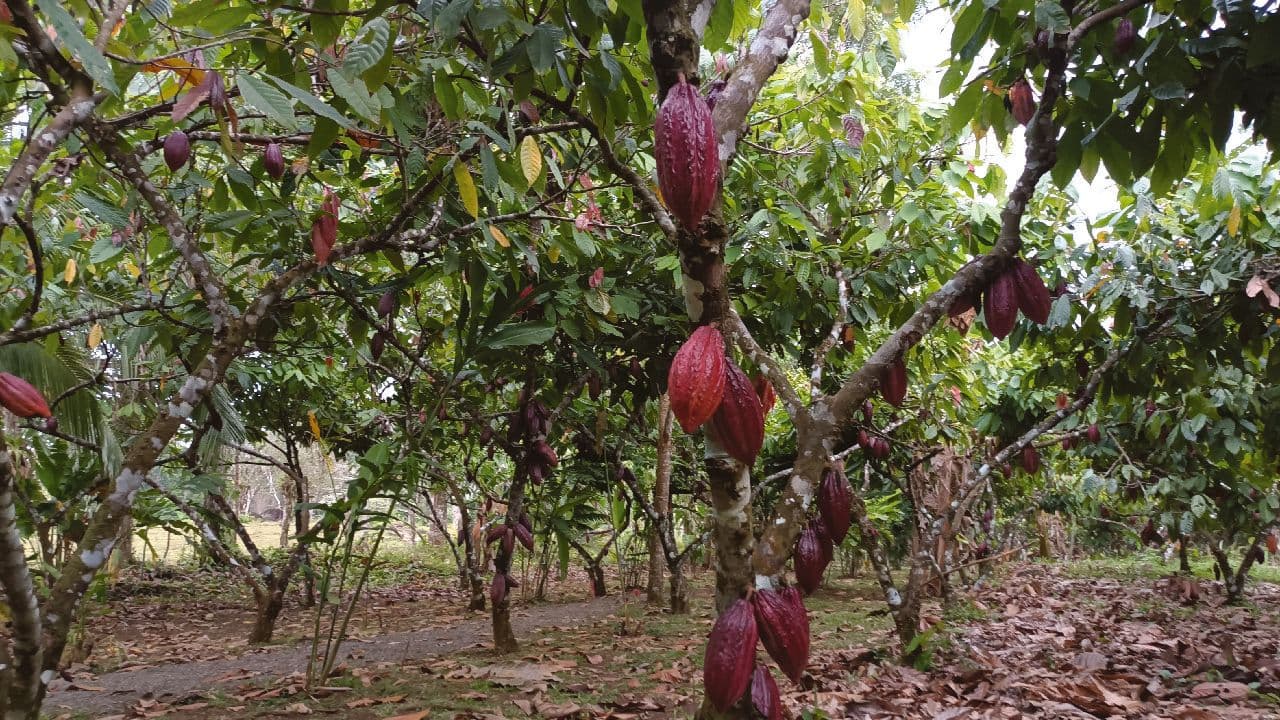 Tree Chocolate Tour