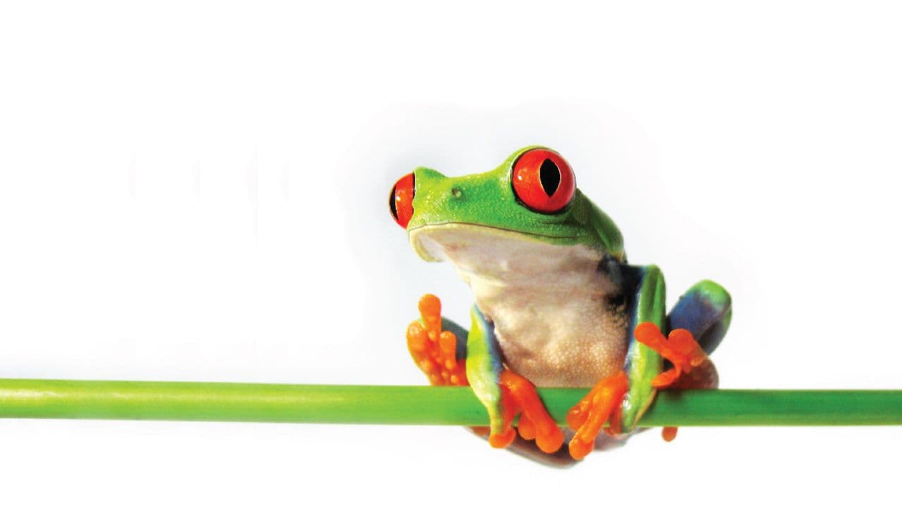 Frog’s Paradise