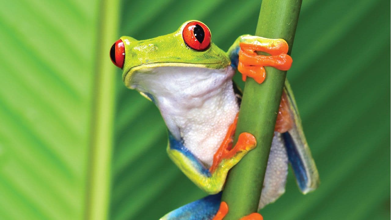 Frog’s Paradise