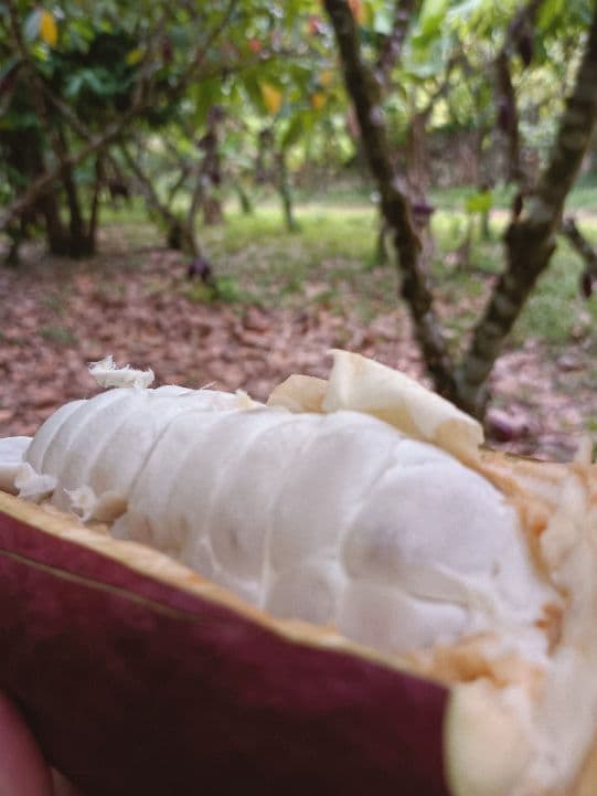 Tree Chocolate Tour