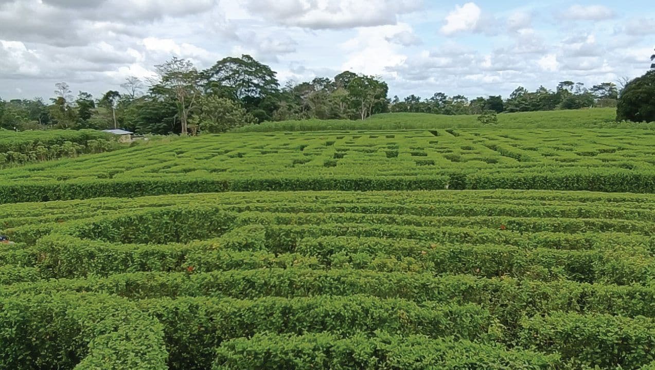 Katira’s Labyrinth