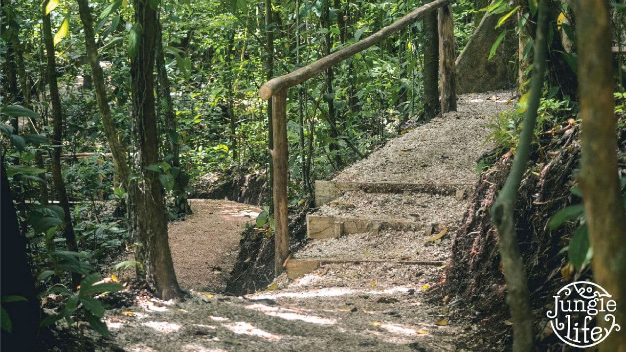 Jungle Life Costa Rica – Rainforest Tours
