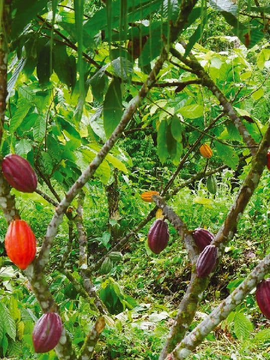 Tree Chocolate Tour