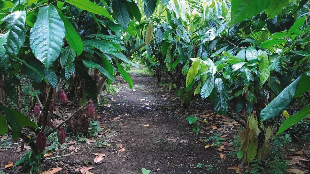 Tree Chocolate Tour