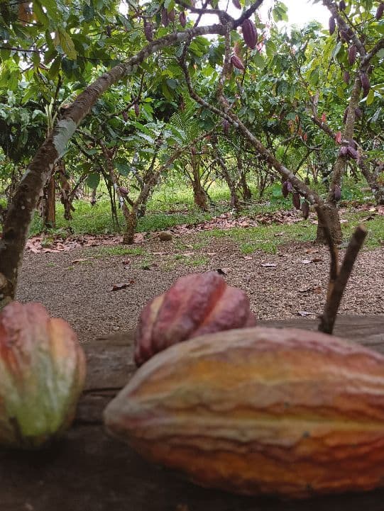 Tree Chocolate Tour