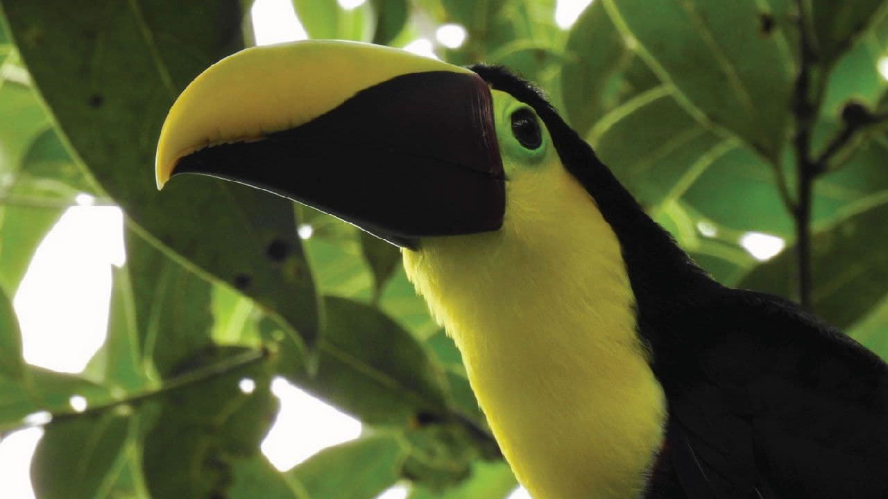 Jungle Life Costa Rica – Rainforest Tours