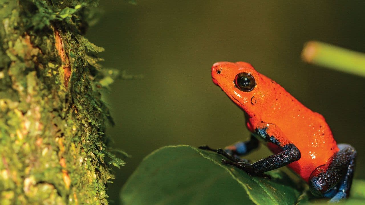 Frog’s Paradise