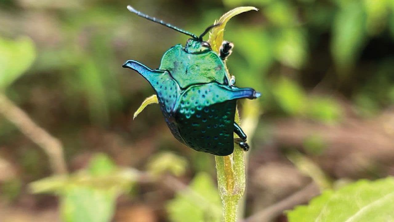 Jungle Life Costa Rica – Rainforest Tours