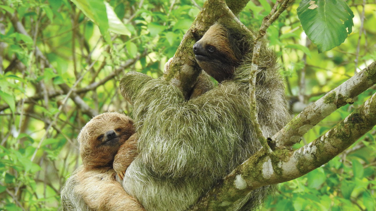Jungle Life Costa Rica – Rainforest Tours